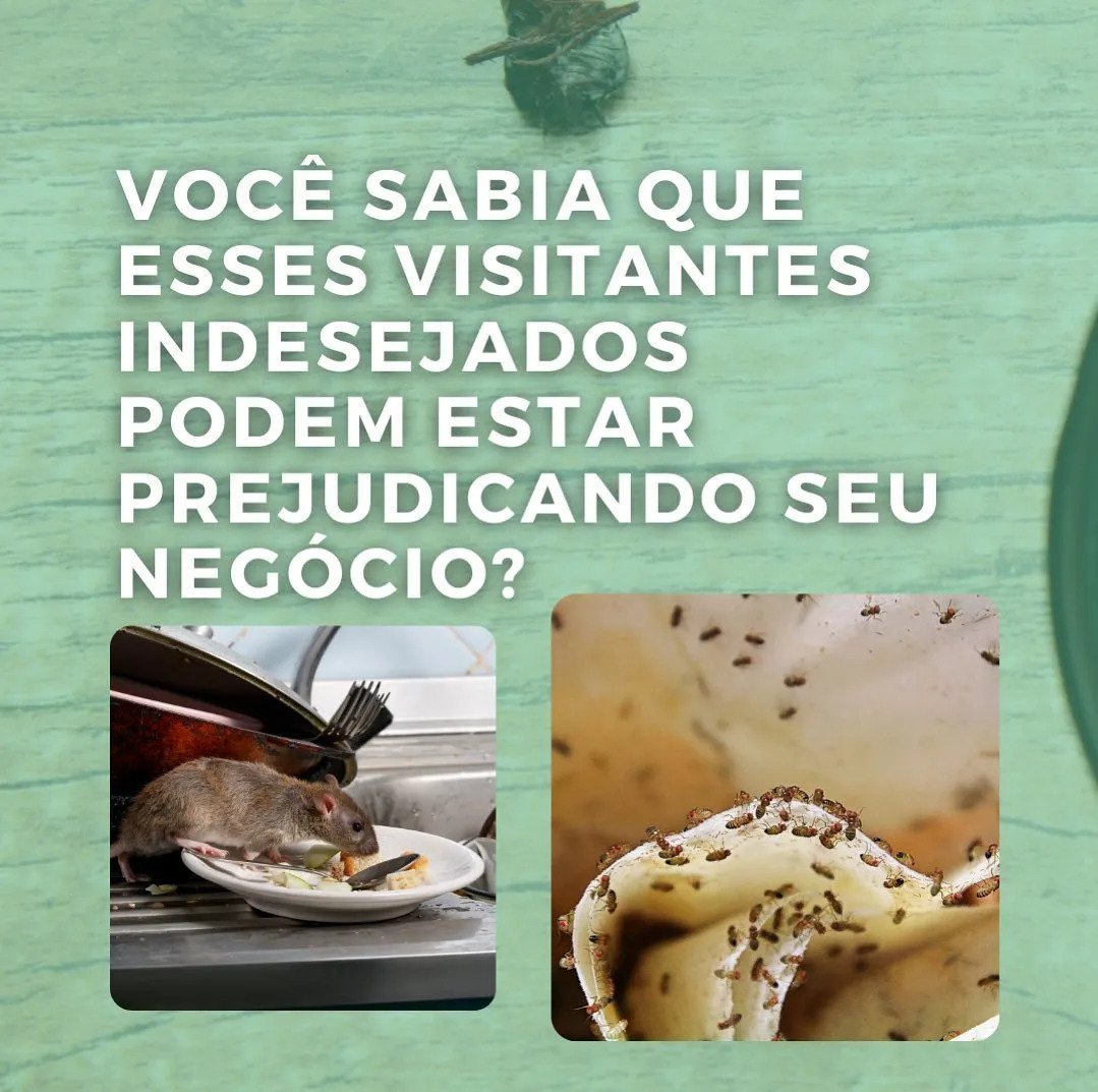 Você sabia? Curiosidade sobre Ratos