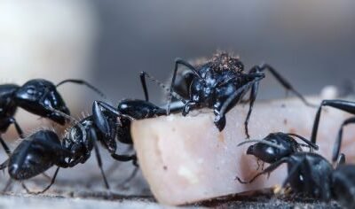 Aprenda a lidar com infestações de formigas e proteja seu ambiente