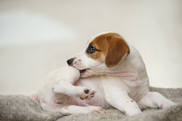 Controle de Pulgas: mantenha a qualidade de vida dos seus animais em dia!