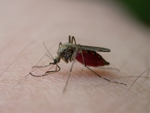 Cuidados com a higiene podem evitar a infestação de insetos