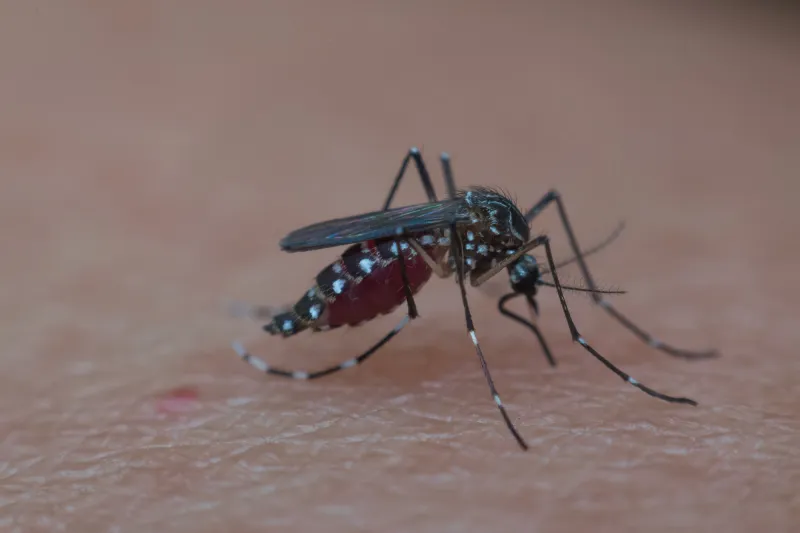 Dedetização Mosquito da Dengue em Pinhalzinho – SP