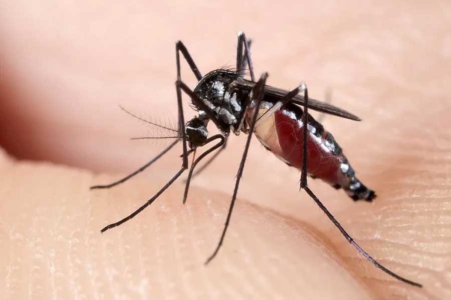 Controle de Mosquitos e Pernilongos Controle de Mosquitos e Pernilongos