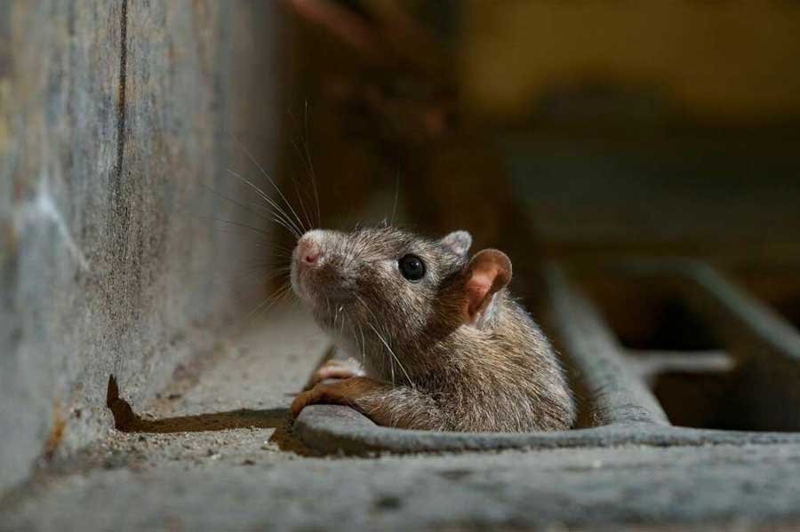 Dedetização de ratos Dedetização de ratos