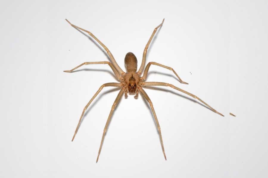 dedetização de aranhas dedetização de aranhas