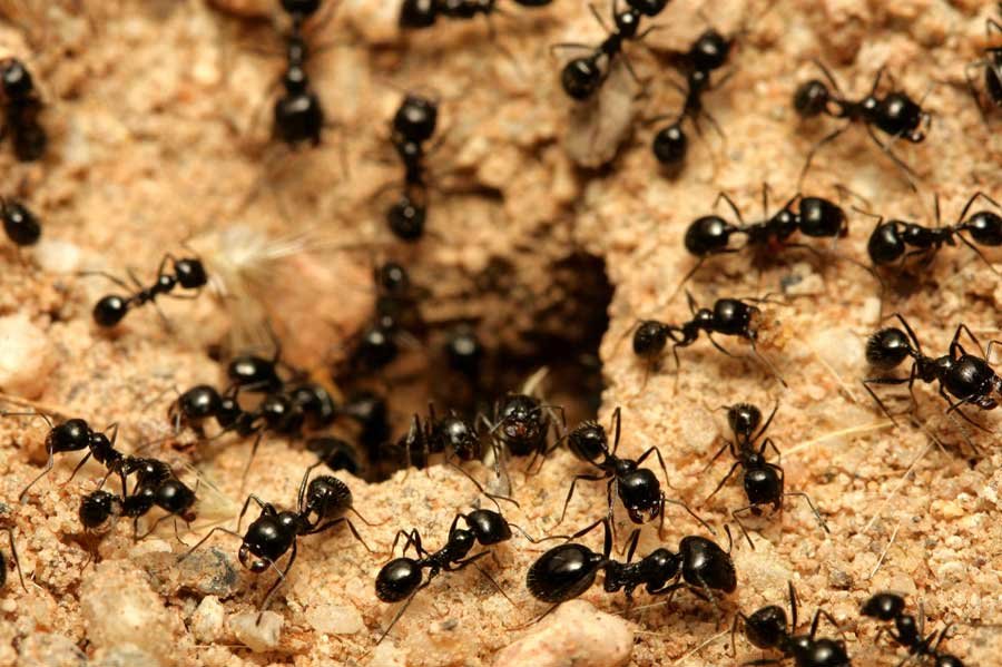 Dedetização de Formigueiros Dedetização de Formigueiros