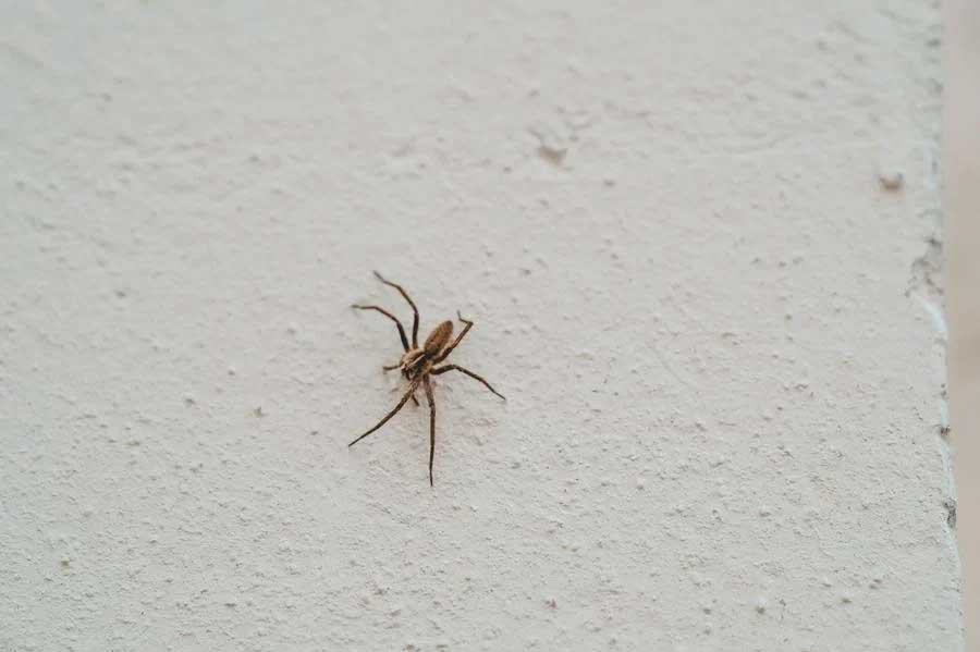 Pragas Comuns em Residências Pragas Comuns em Residências