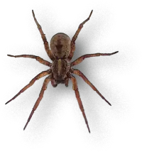 Nordic Controle de Pragas - Aranha