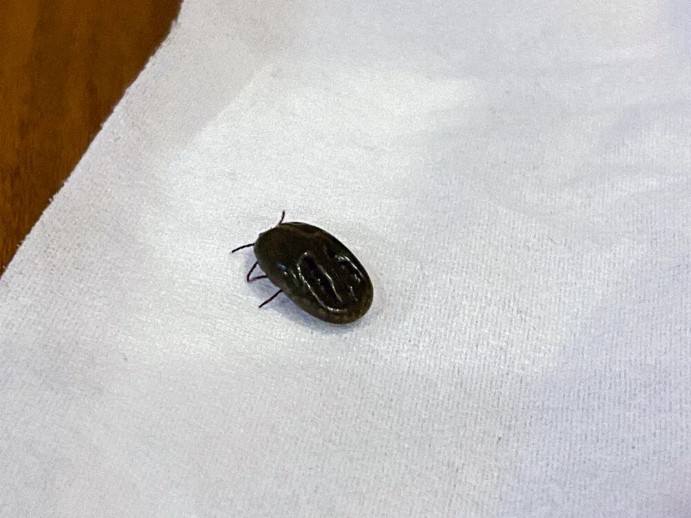 Dedetização de Carrapato // Dedetização em Bragança SP