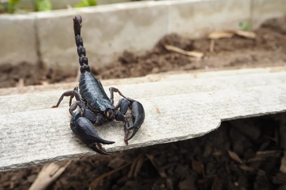 Dedetização de Escorpião // Dedetização em Bragança SP