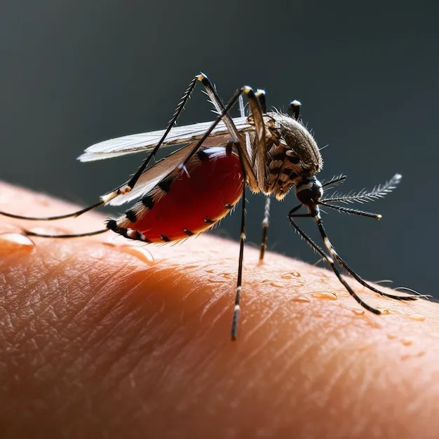 Dedetização de Mosquito // Dedetização em Bragança SP