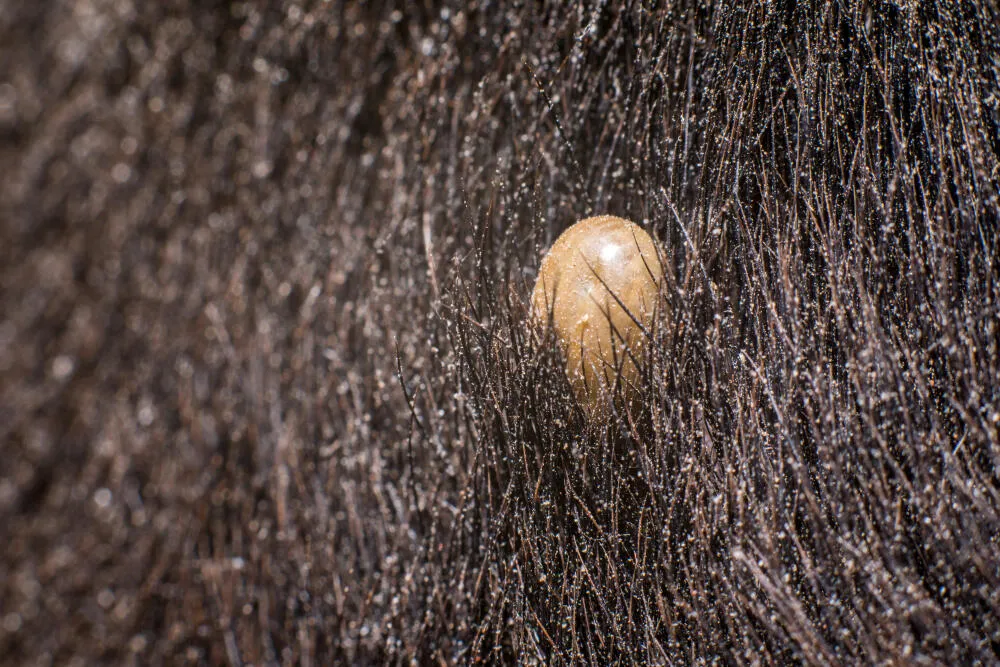 Dedetização de Pulga // Dedetização em Bragança SP
