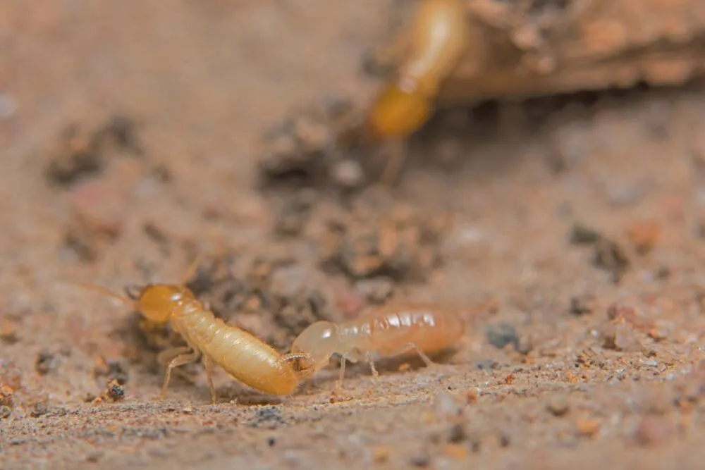 Dedetização de Cupim // Dedetização em Bragança SP