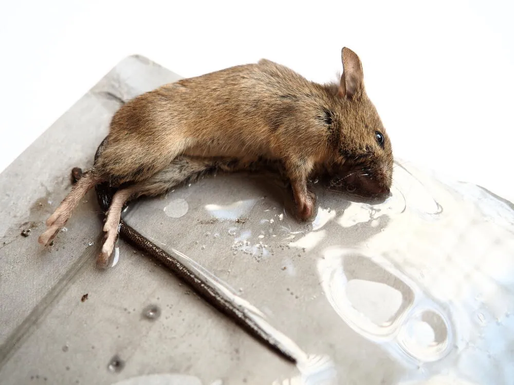 Desratização - Bragança SP // Dedetização em Bragança SP