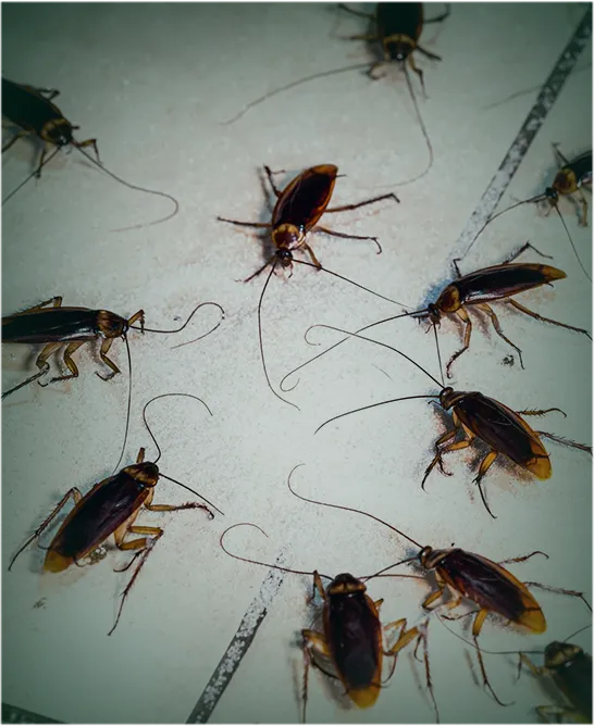 Nordic Controle de Pragas - Dedetização