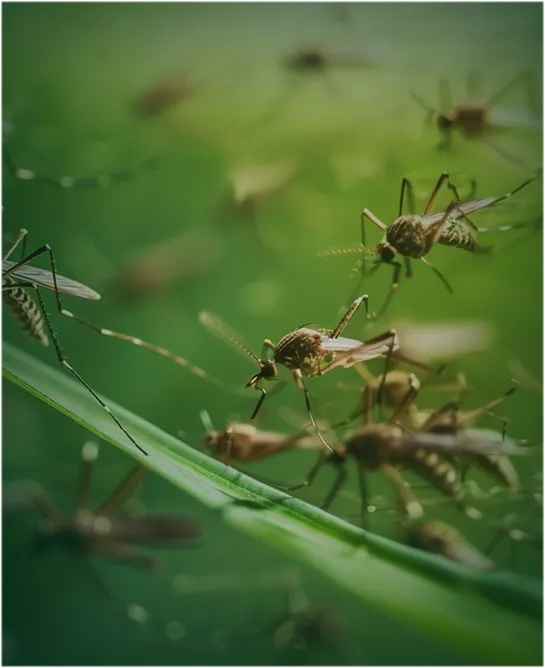 Nordic Controle de Pragas - Desinsetização