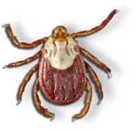 Nordic Controle de Pragas - Carrapato