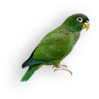 Nordic Controle de Pragas - Maritaca