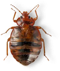 Nordic Controle de Pragas - Percevejo