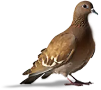 Nordic Controle de Pragas - Pombo