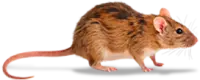 Nordic Controle de Pragas - Rato