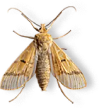 Nordic Controle de Pragas - Traça