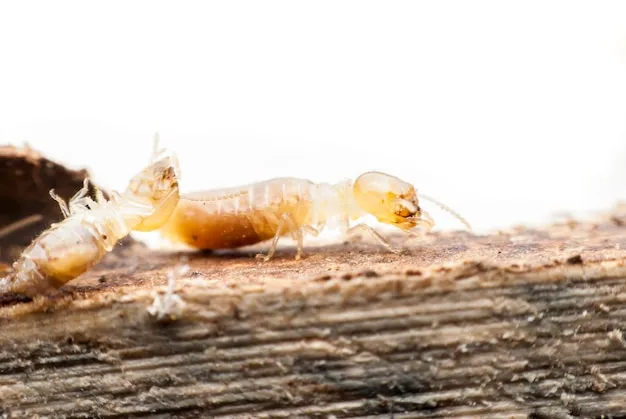 Dedetizadora em Jarinu – SP // Dedetização em Bragança SP