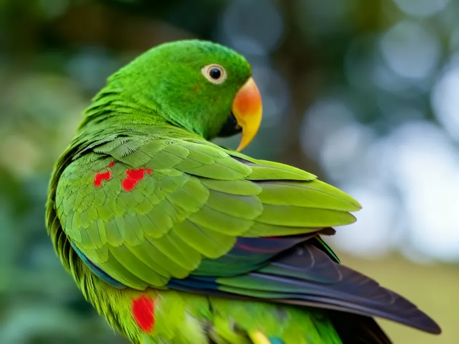 Controle de Maritaca // Dedetização em Bragança SP